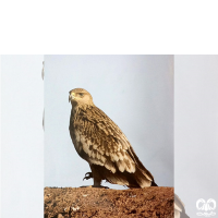 گونه عقاب شاهی Eastern Imperial Eagle